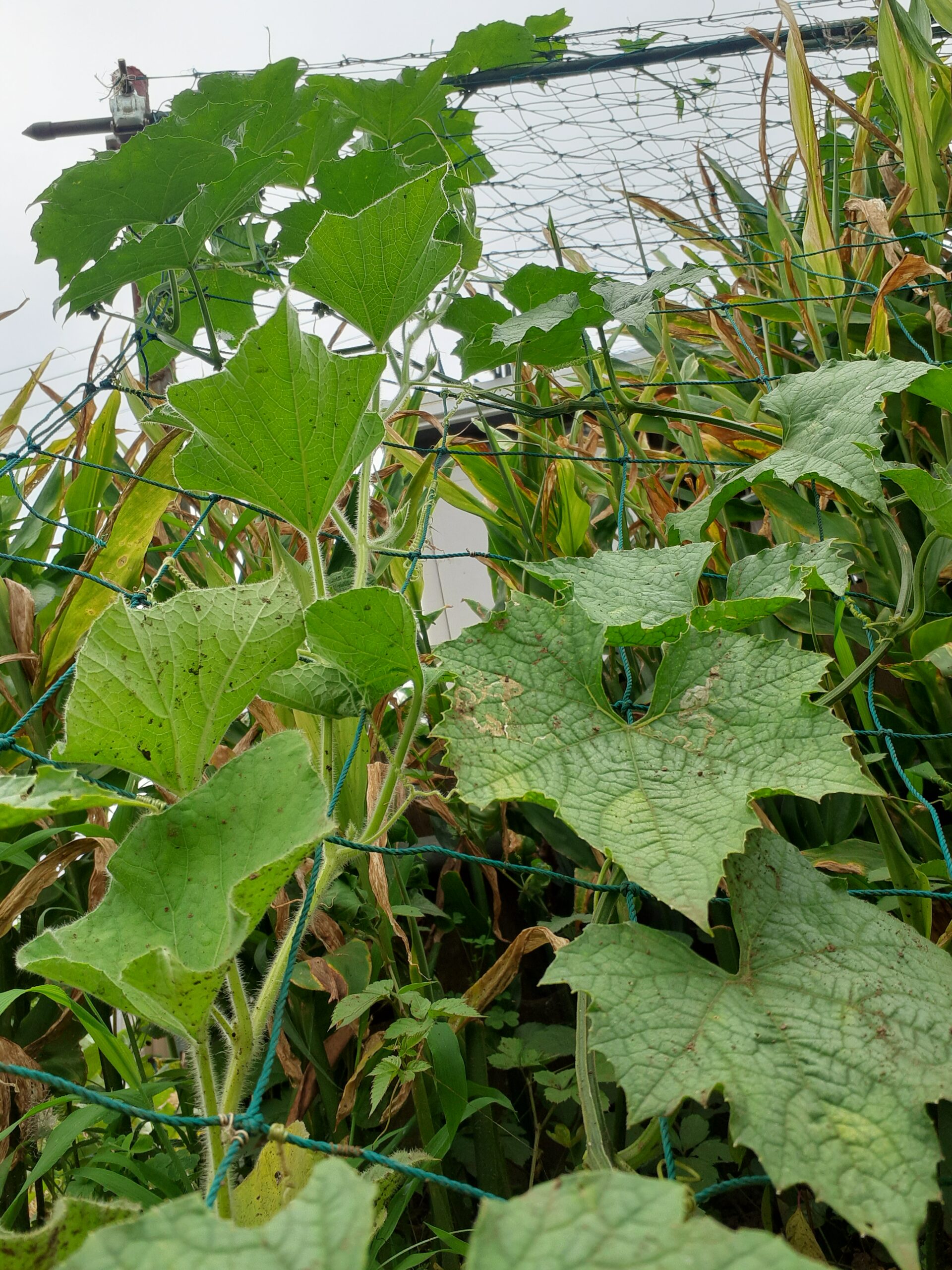 7月8日 雌花にへちまを確認する