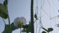 野菜